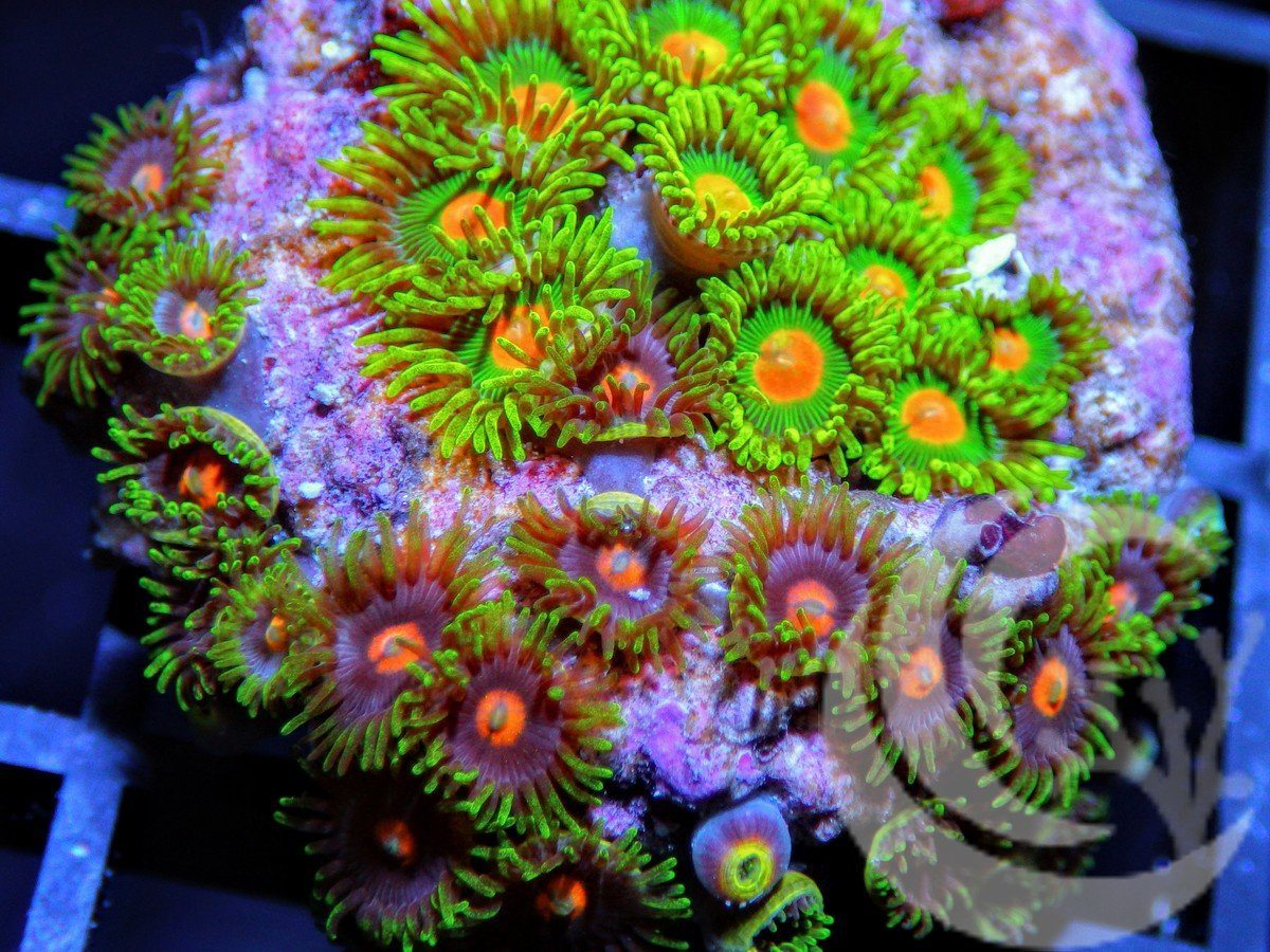 F_D1510_2000x.jpg