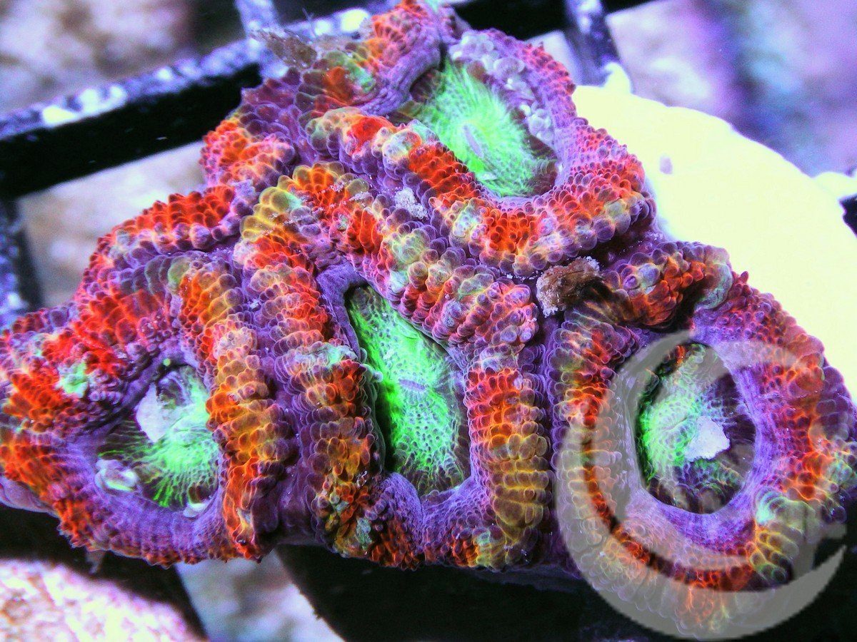 F_MA1313_2000x.jpg