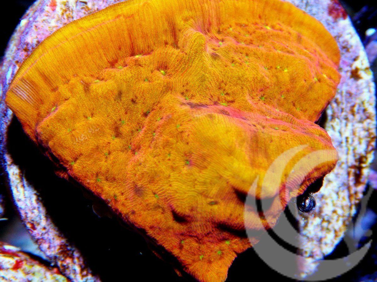 F_MA2522_2000x.jpg