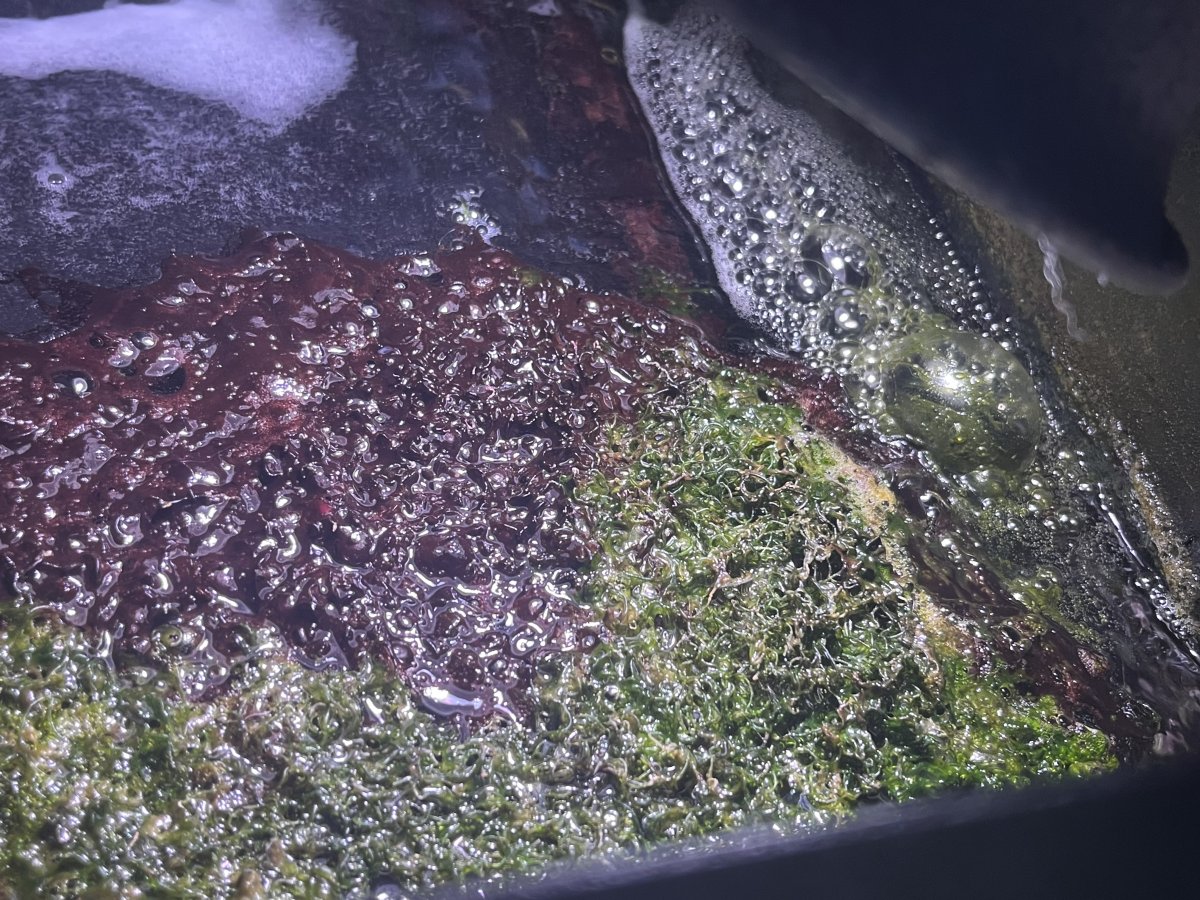 Nasty sump | Reef2Reef