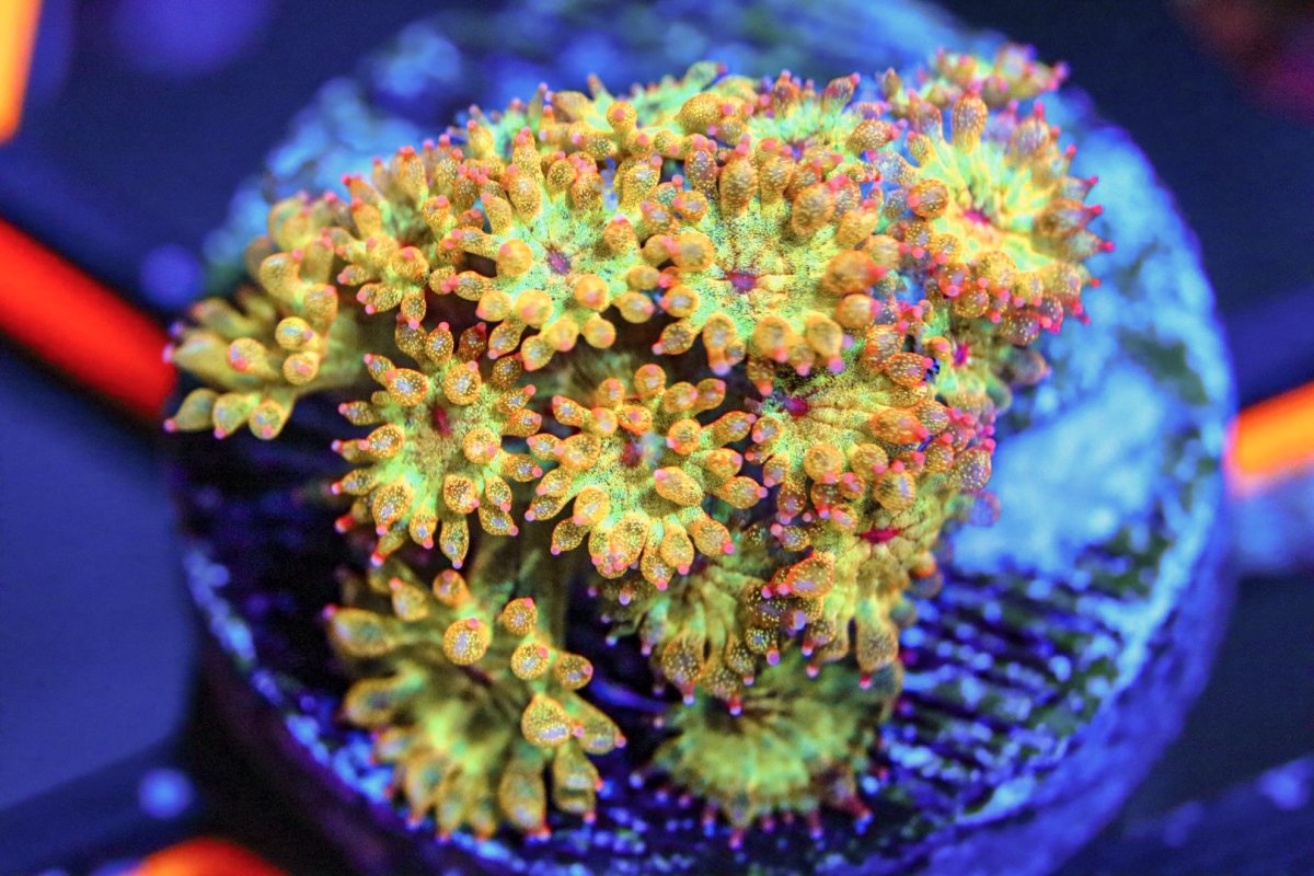 Live Goods - Buy Corals, Save Reefs!! Affordable to High-end ...