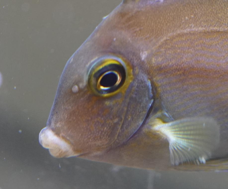 What kind of tang is this? | Reef2Reef