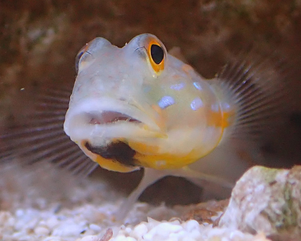 face2.jpg
