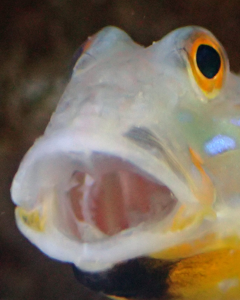 face3.jpg