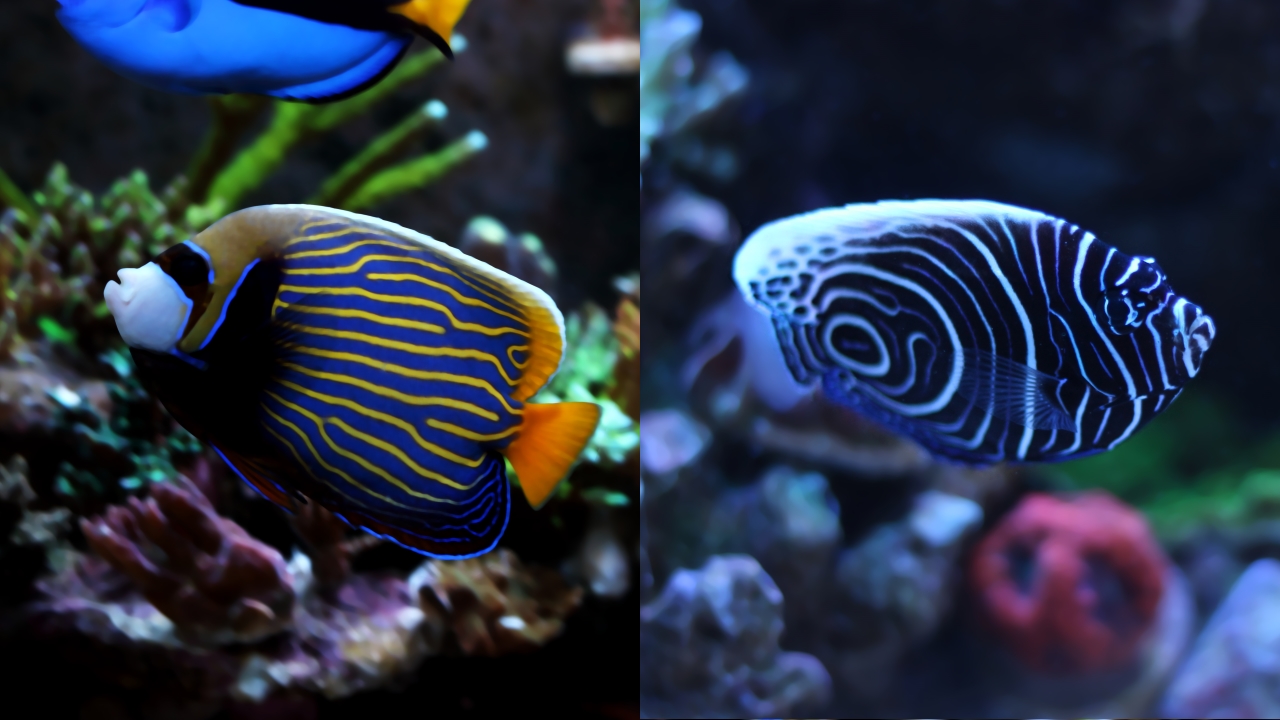 Emperor Angel Journey from Juvenile to Adult  REEF2REEF Saltwater and Reef  Aquarium Forum