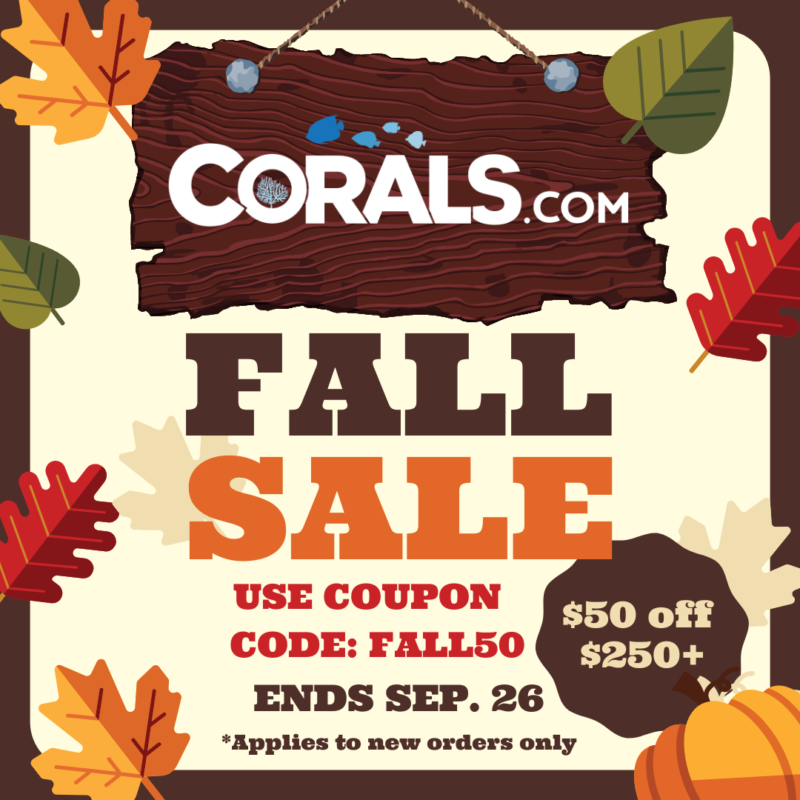 Fall-Sale-Instagram-Post-800x800.png