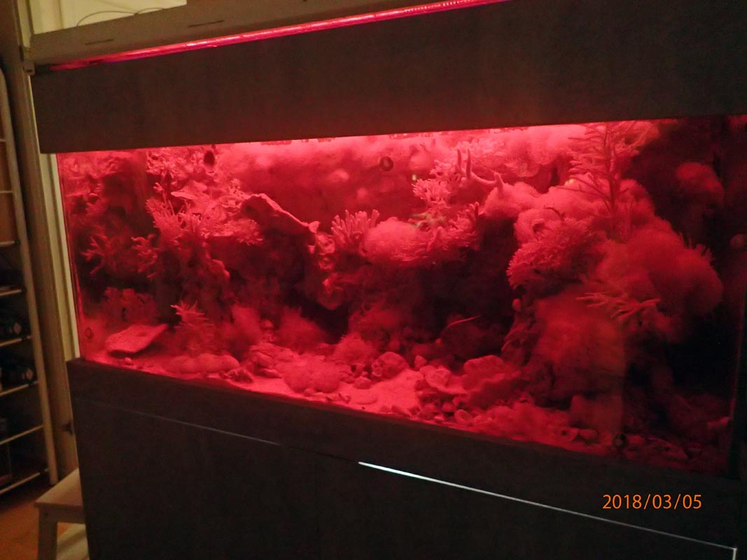 Far-Red.jpg