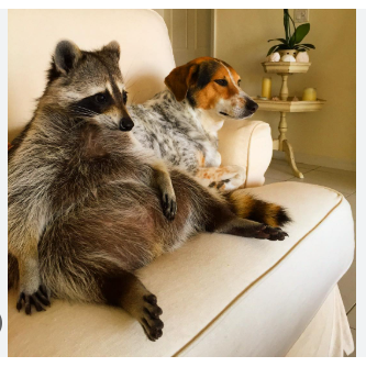 fat coon.png