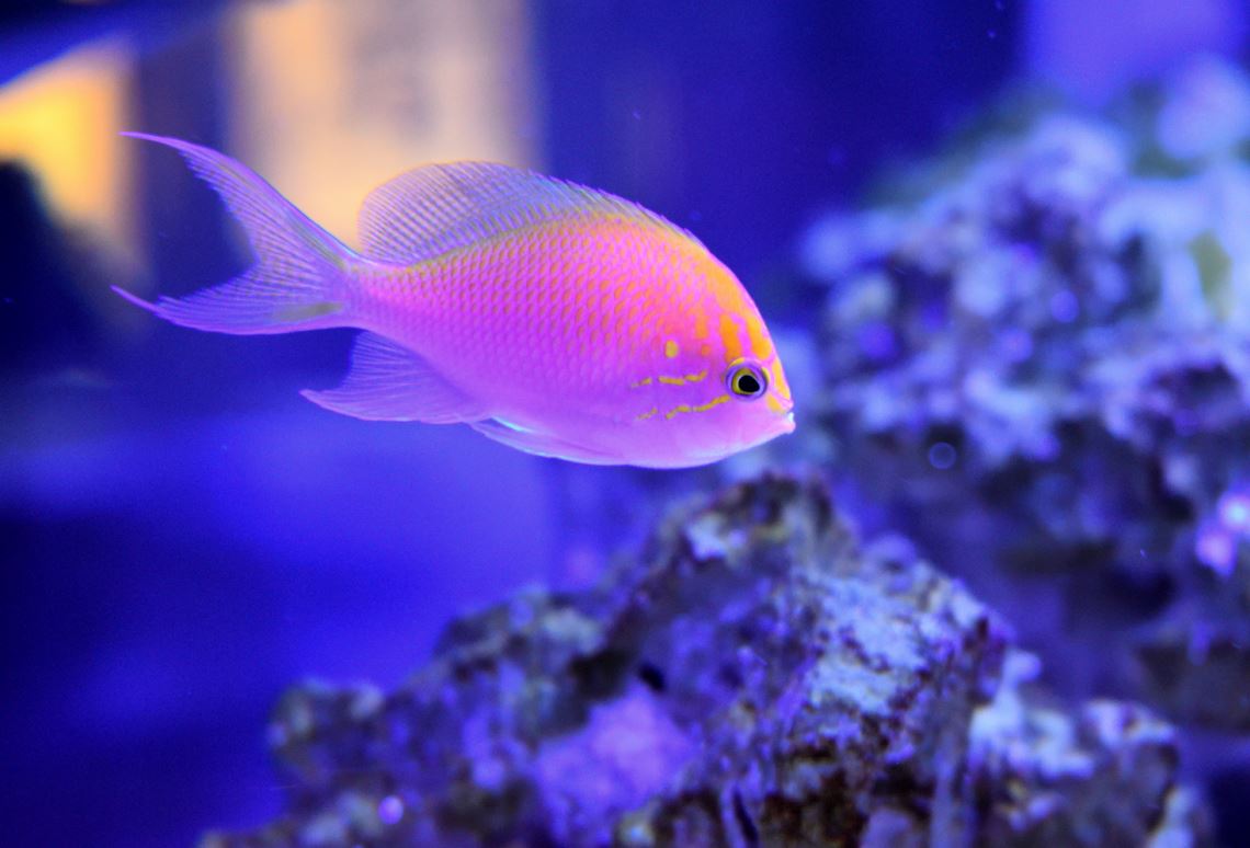 Fathead Anthias.JPG