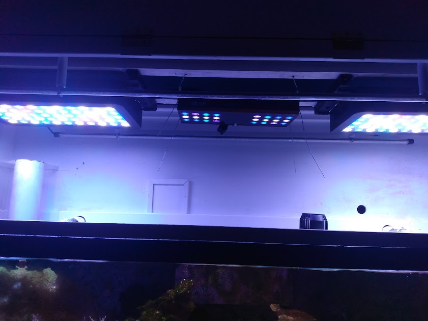 Build Thread - RFBF's 90 Gallon Déjà vu All Over Again | Page 14 ...