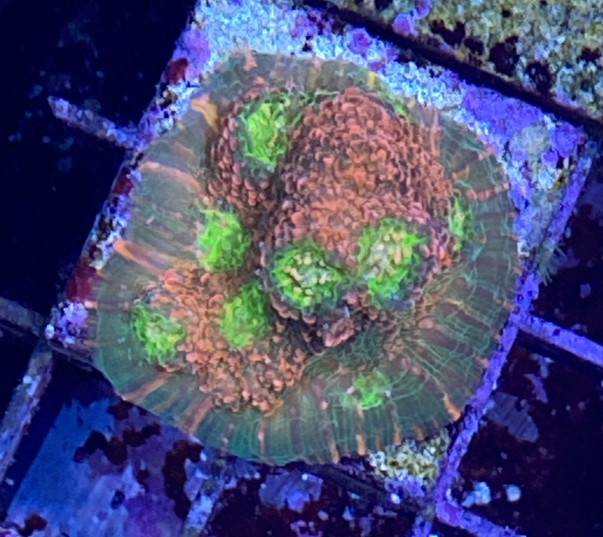 Lps pack | Reef2Reef