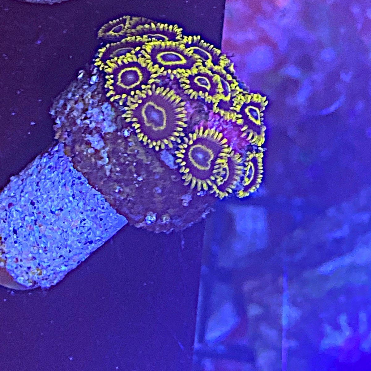 New York Corals for sale REEF2REEF Saltwater and Reef Aquarium Forum