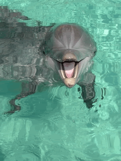 FBD90973-31FE-4857-90BB-E6AA04D746E2.gif