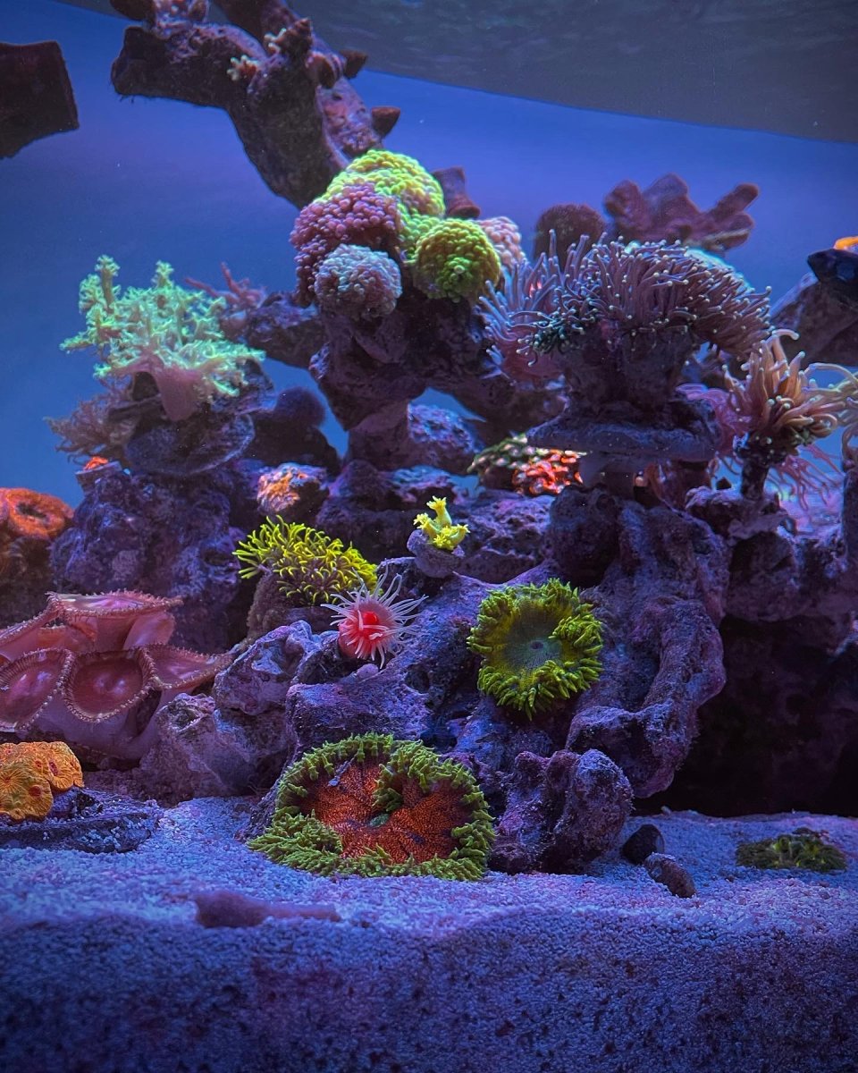 Large Build - @ReefStash CADE Reef S2/P Peninsula 228g mixed reef tank ...