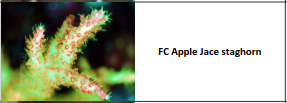 FC apple jace staghorn.jpg