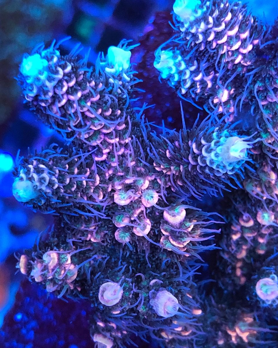 FC24B487-AE75-4E4E-B15D-185ED9EBCD7A.jpeg