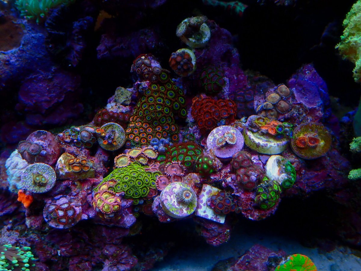 Build Thread - Alex's Mixed Reef from Singapore | Page 12 | Reef2Reef