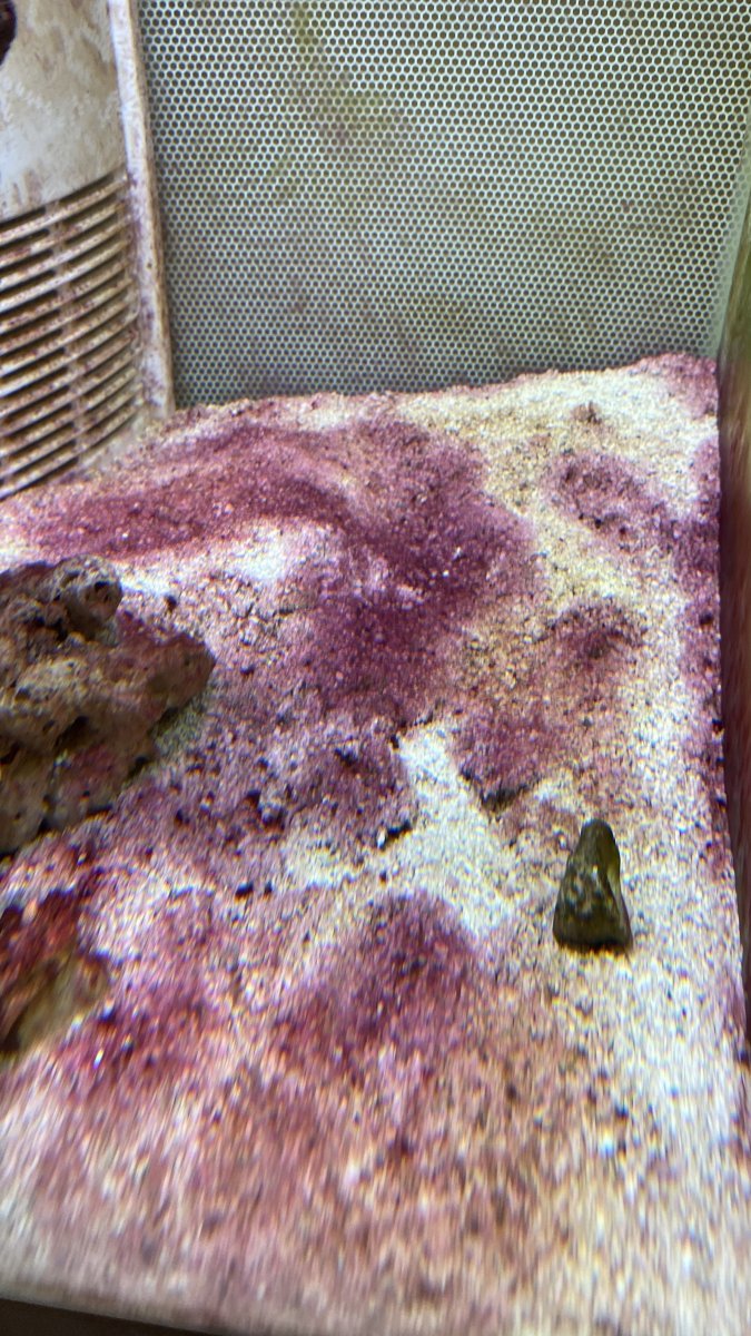 Natural Algae Control | Reef2Reef