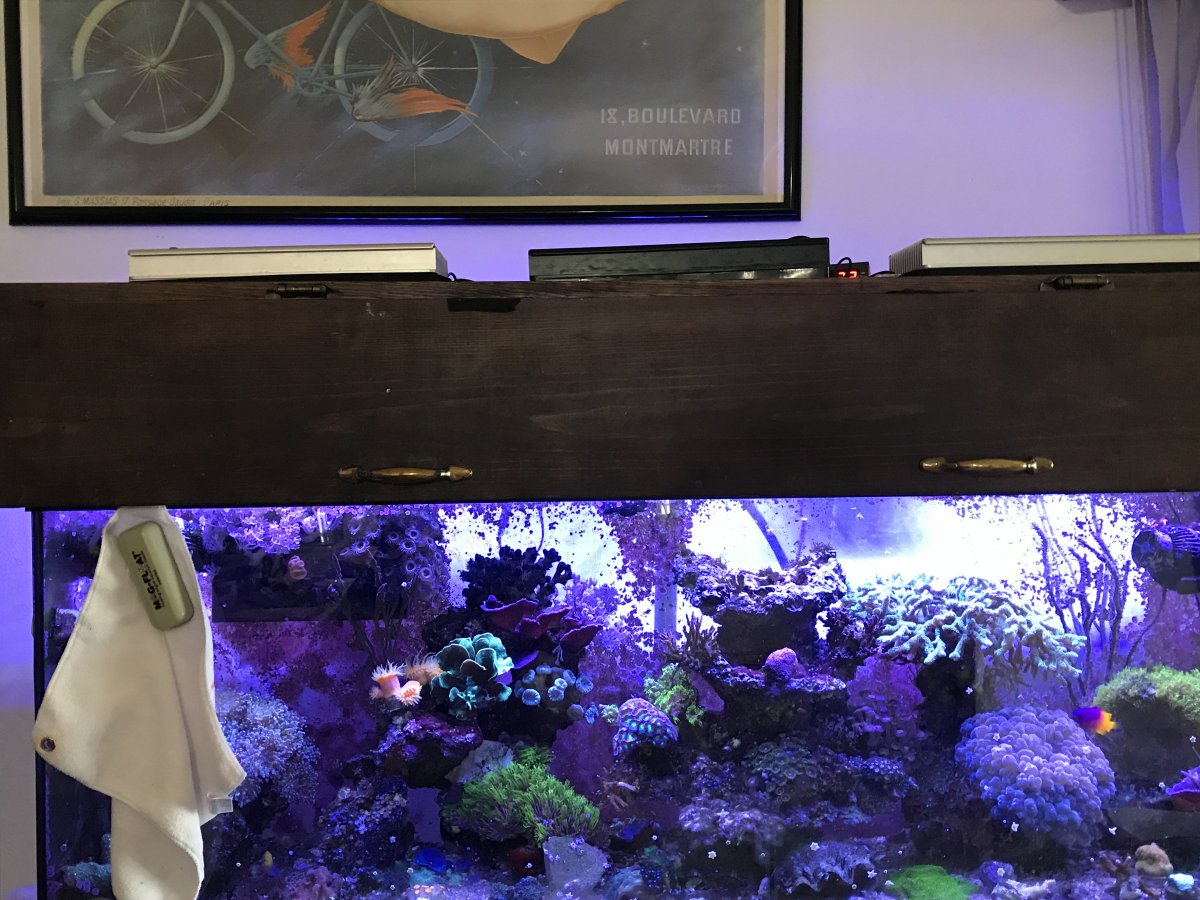 Canopy or no canopy | Reef2Reef