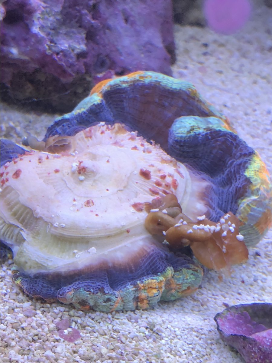 Vermetid Snails Growing Under My Trachy Reef2reef Saltwater And