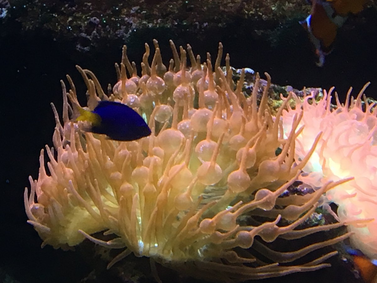 Multiple species of tank-raised clownfish in one tank | Reef2Reef