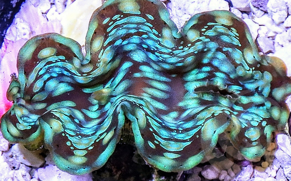 New WYSIWYG Clams including Rarities | Reef2Reef