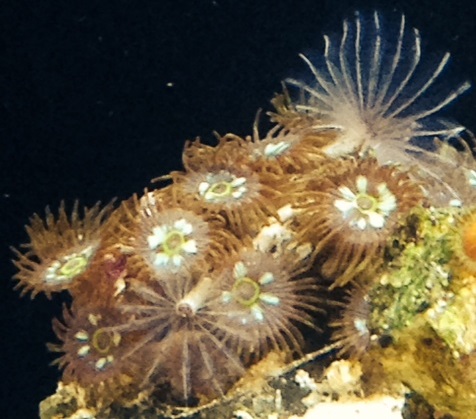 FDcorals.jpeg