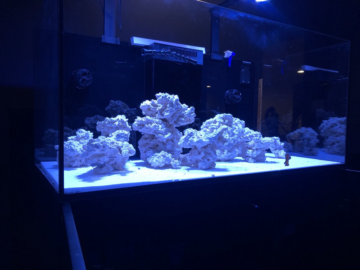 Build Thread - Just add water Red Sea 425 XL / WrasseTasic | Page 2 ...