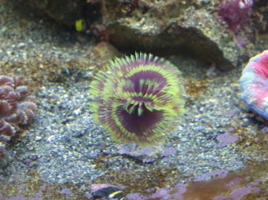 Feather duster placement problems REEF2REEF Saltwater and Reef