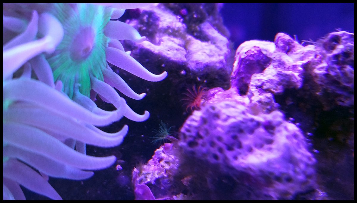 feather_duster_hydroid.jpg