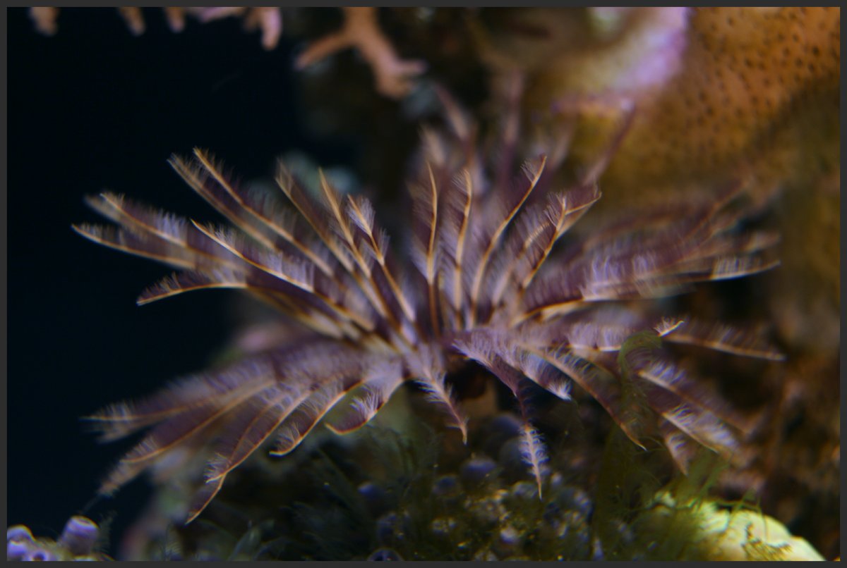 feather_duster_processed.jpg
