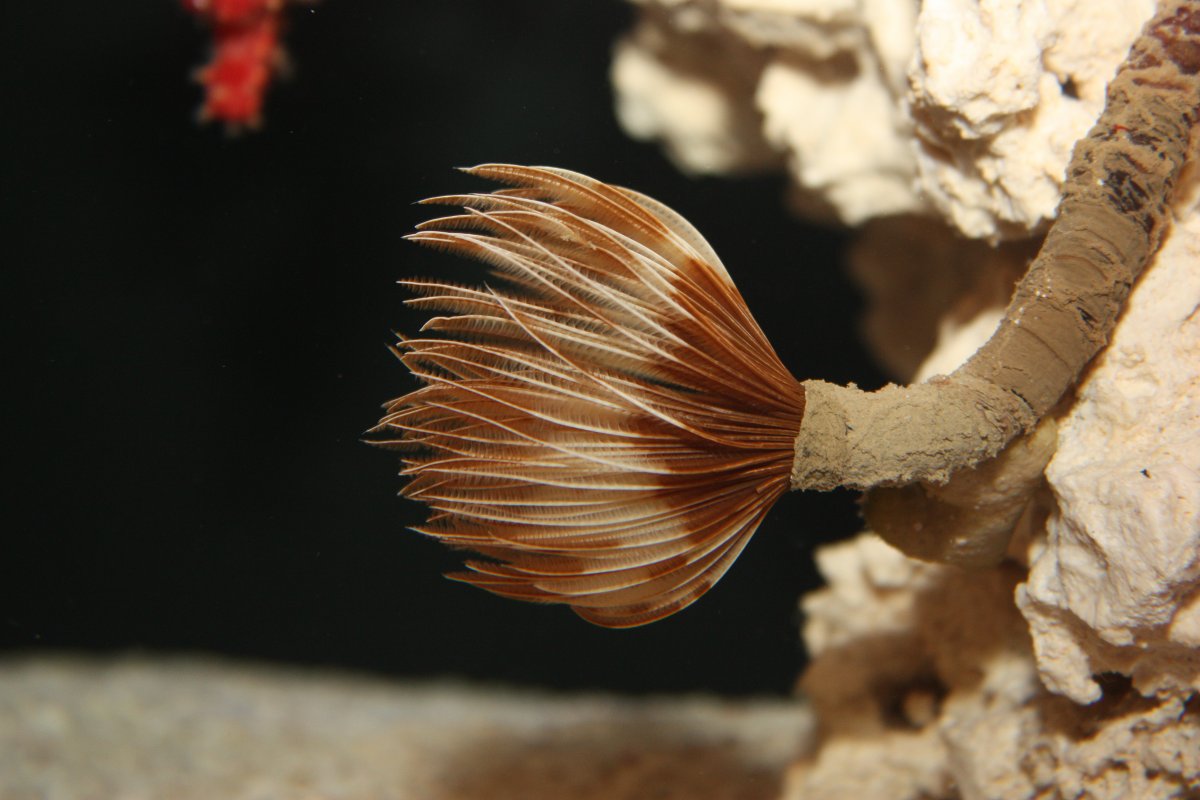 featherduster worm.jpg