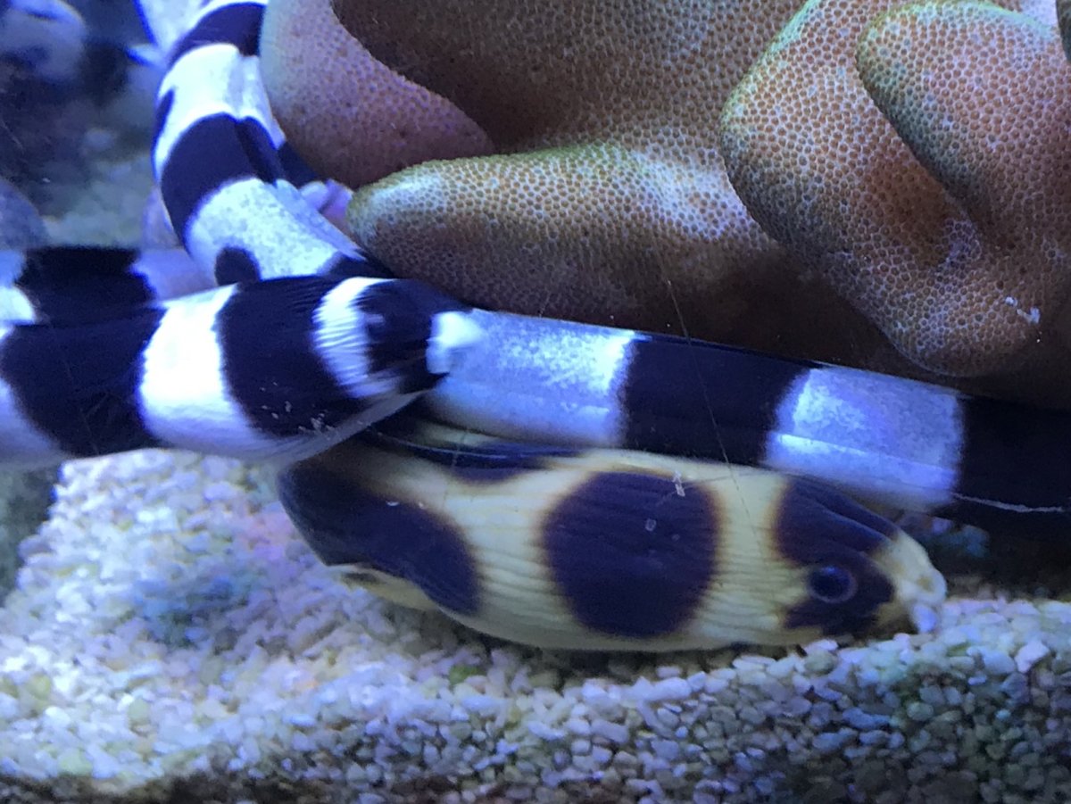 Snake Eels: The Safe Moray Alternative? | Reef2Reef