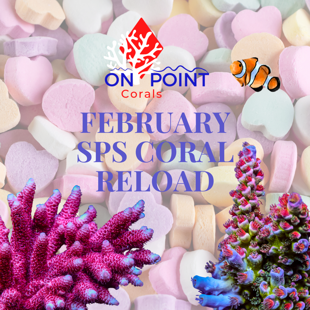 February SPS CORAL RELOAD.png