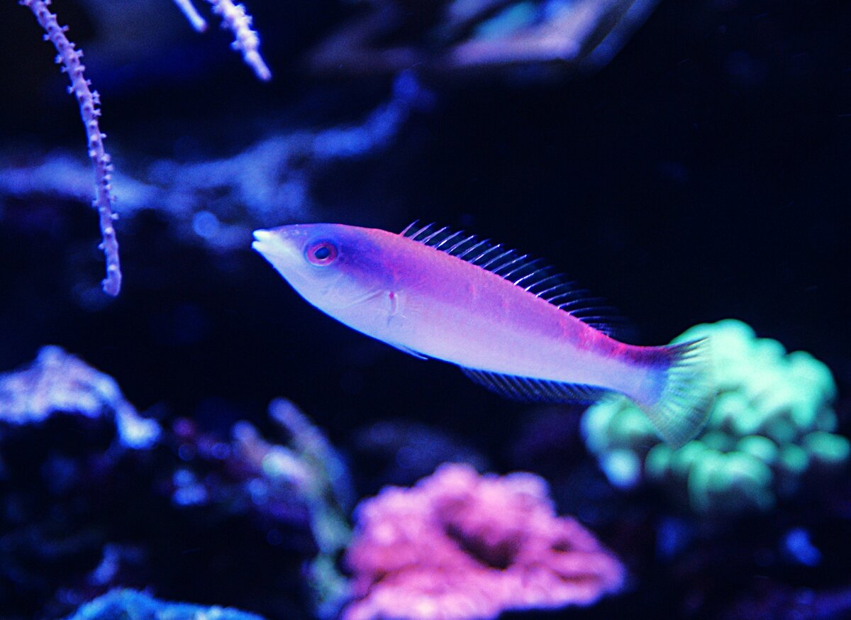 Female Kaleidos Pencil Wrasse.jpeg