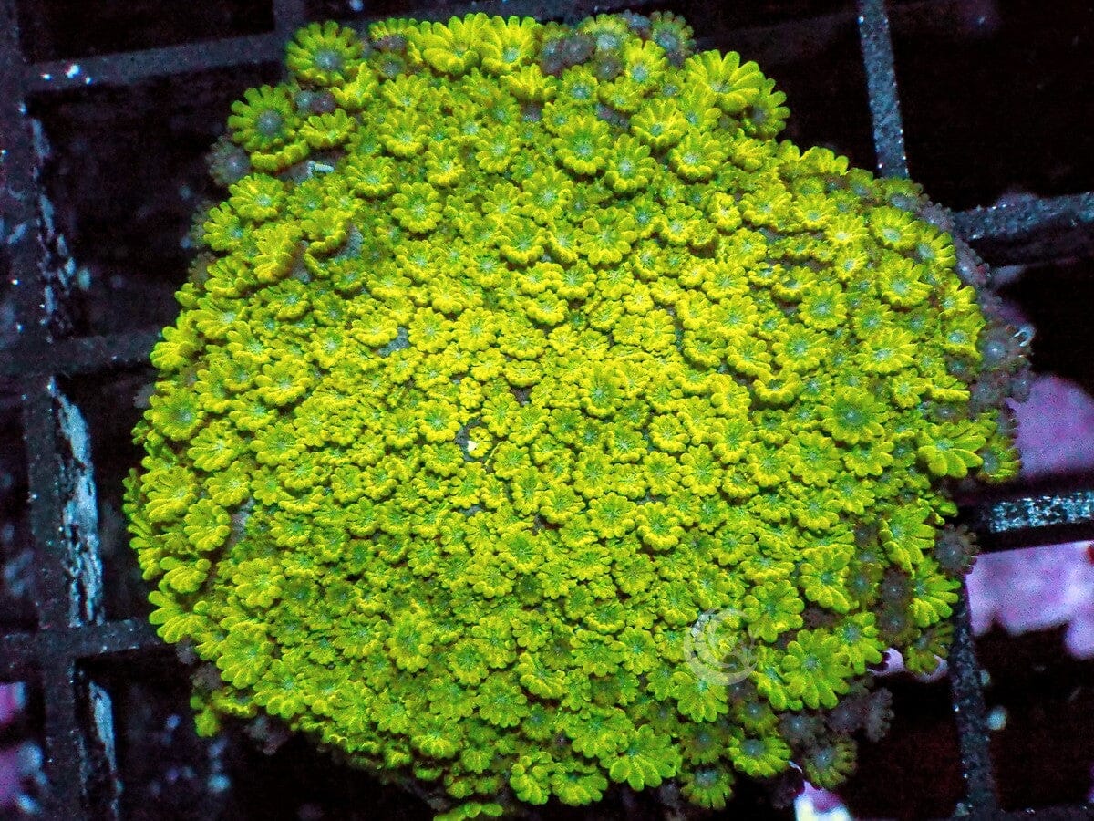 FF2208_1200x.jpg