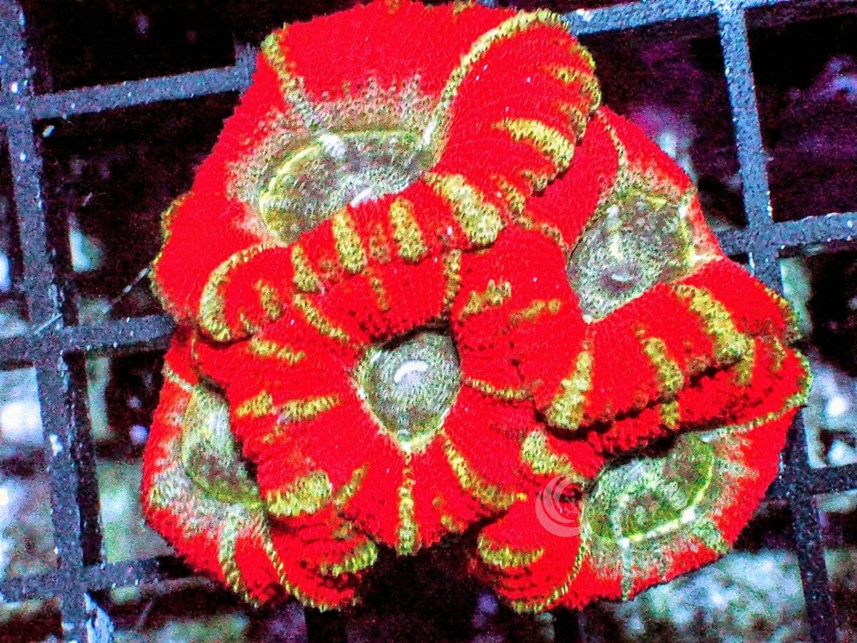 FF2211_1200x.jpg