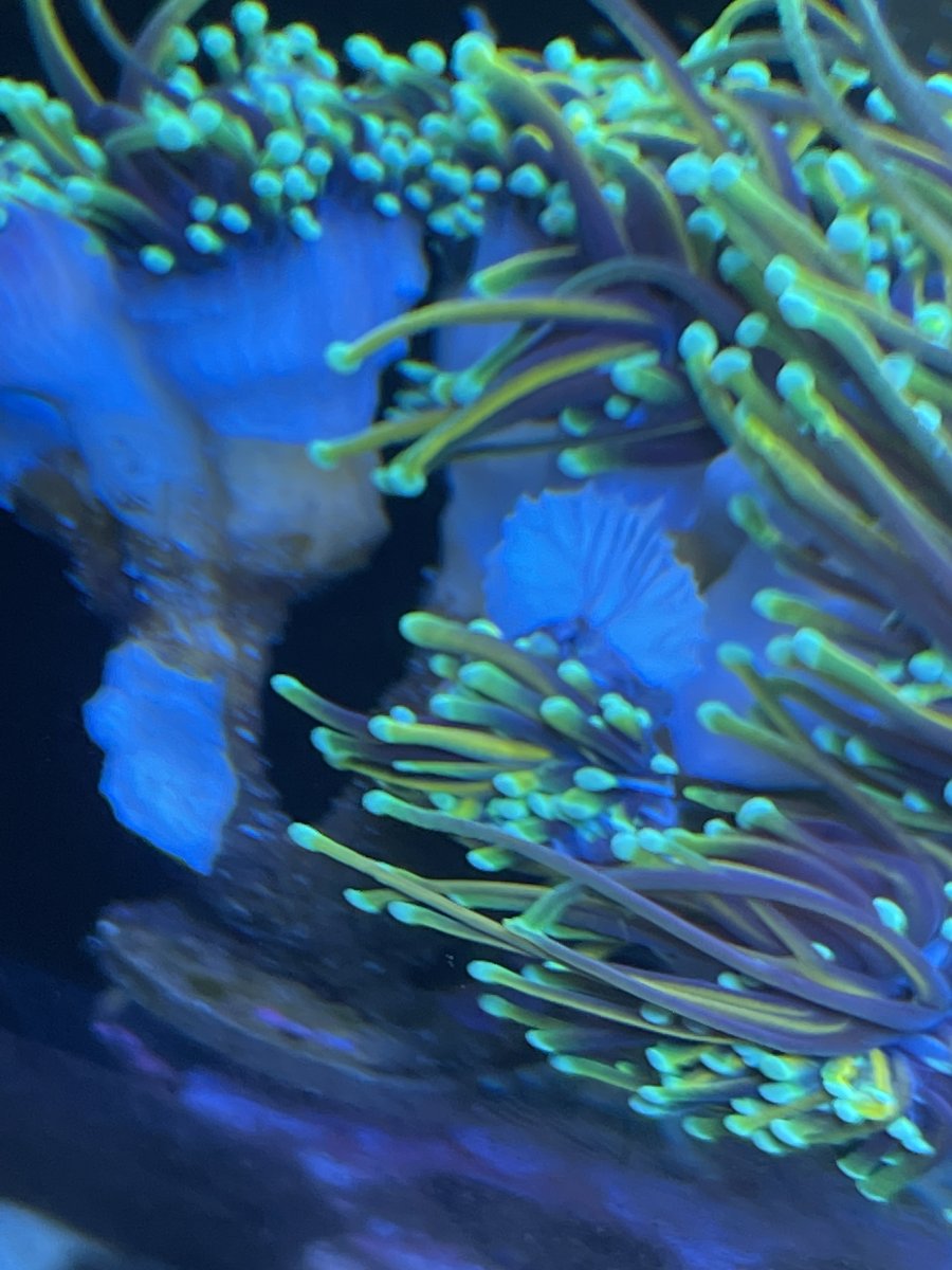 Grown out torch slowly losing heads REEF2REEF Saltwater and Reef