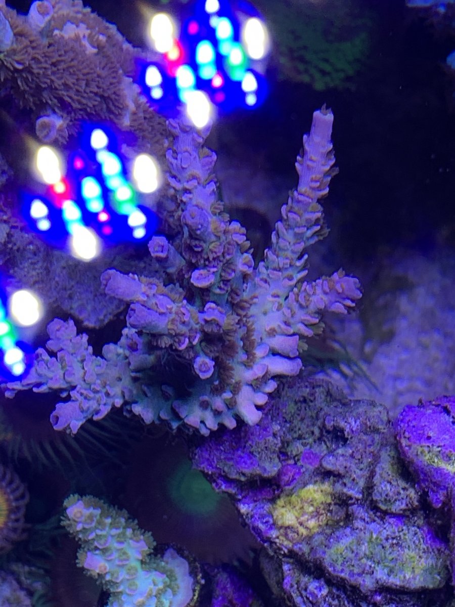 14k, unfiltered and unedited. Let’s see them | REEF2REEF Saltwater and ...