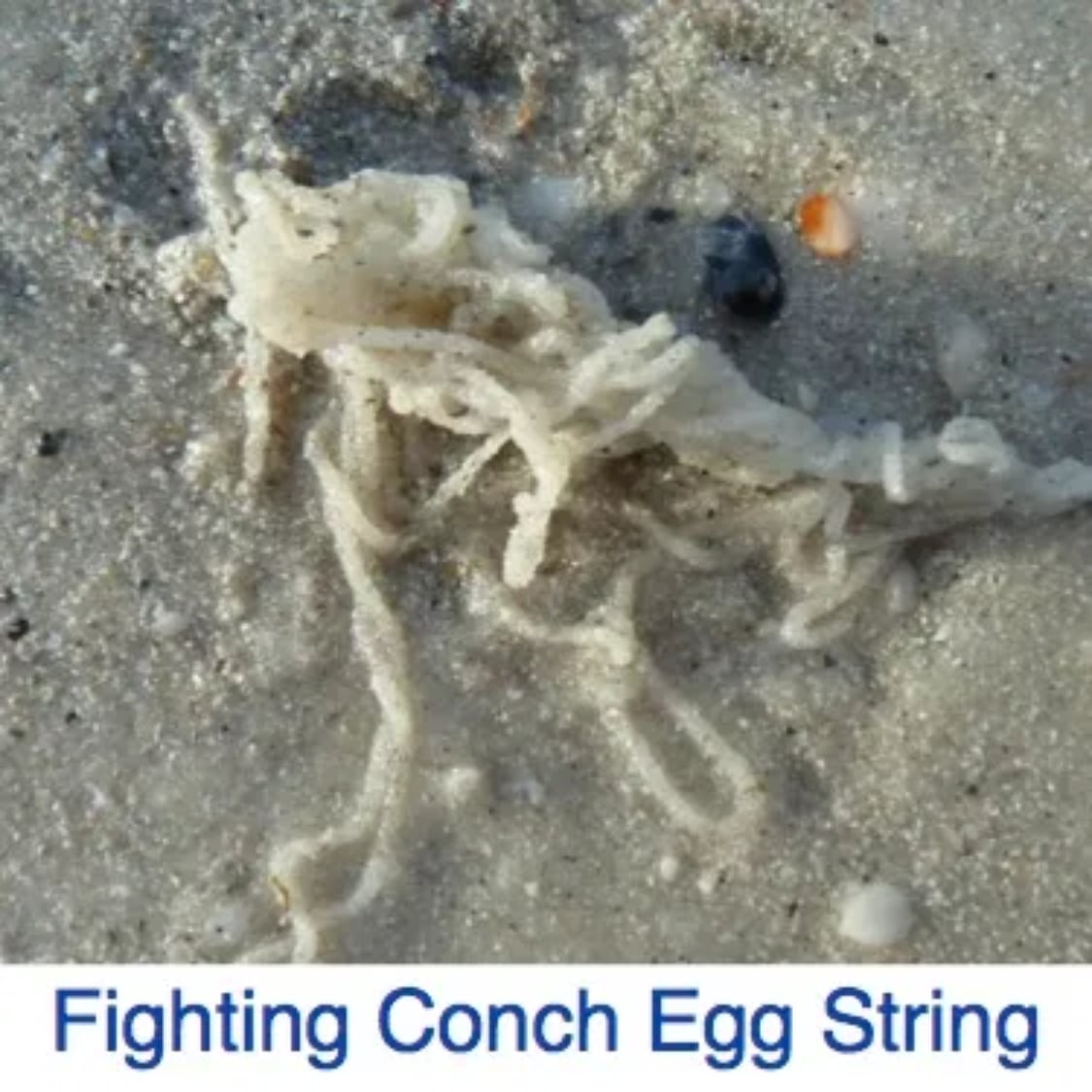 Fighting-Conch-Egg-String.jpg
