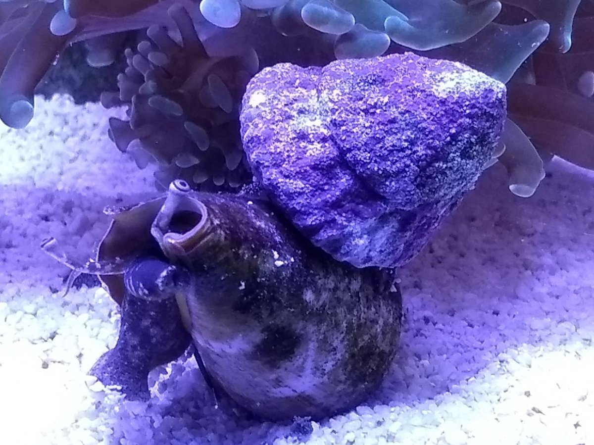 fighting conch.jpg