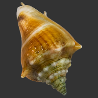 Fighting Conch.png