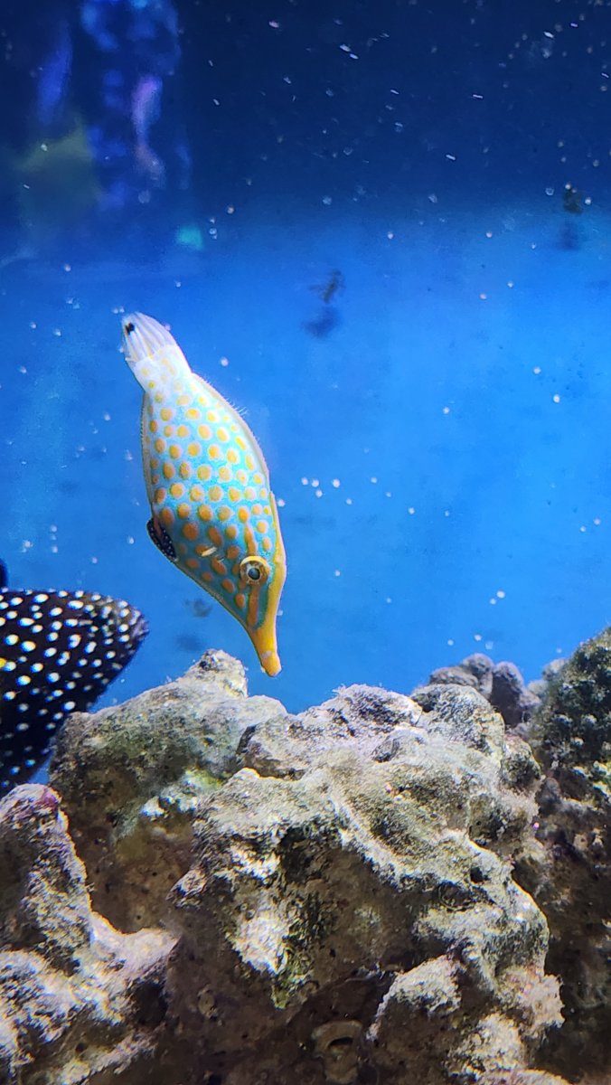 file fish.jpg