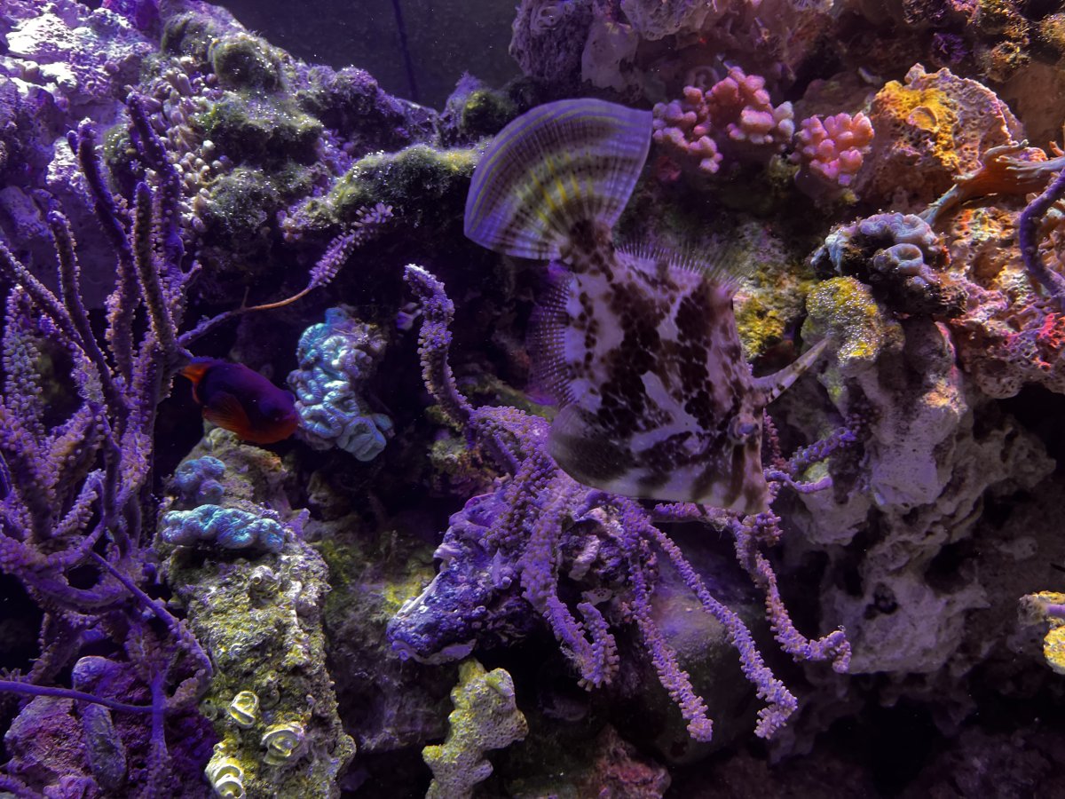 Tank birthday, 47+ years | Page 413 | Reef2Reef