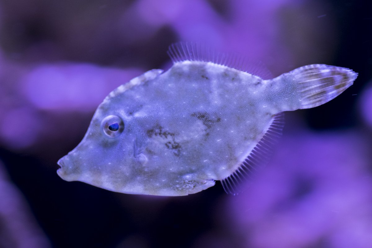 Filefish.jpg