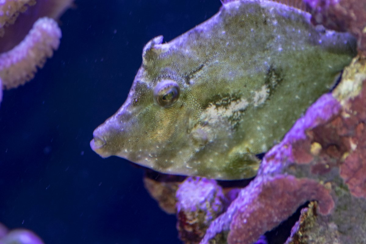 filefish.jpg