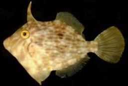 filefish.PNG
