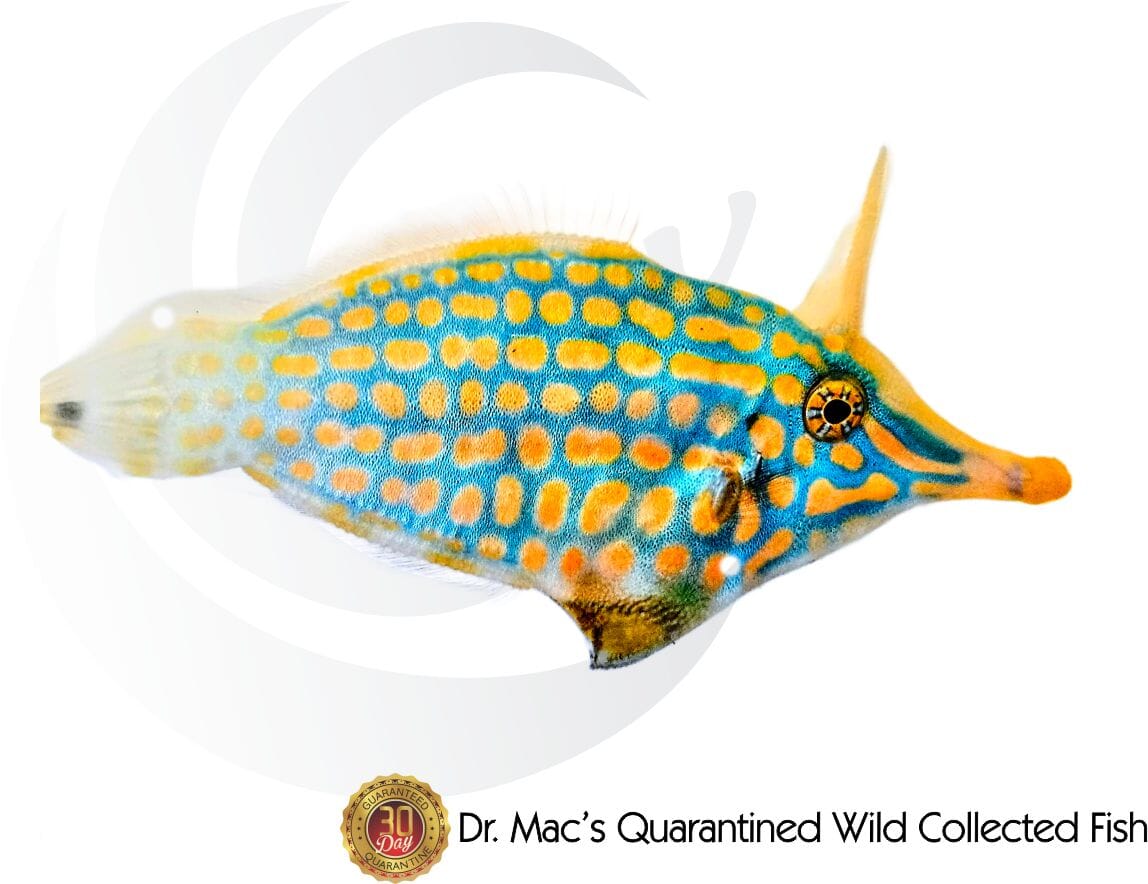 New Fully Treated Fish Available | Reef2Reef