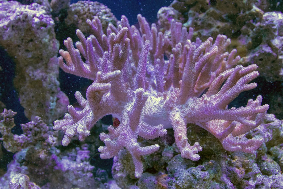 Finger Leather Coral Dec 24 2017.jpg
