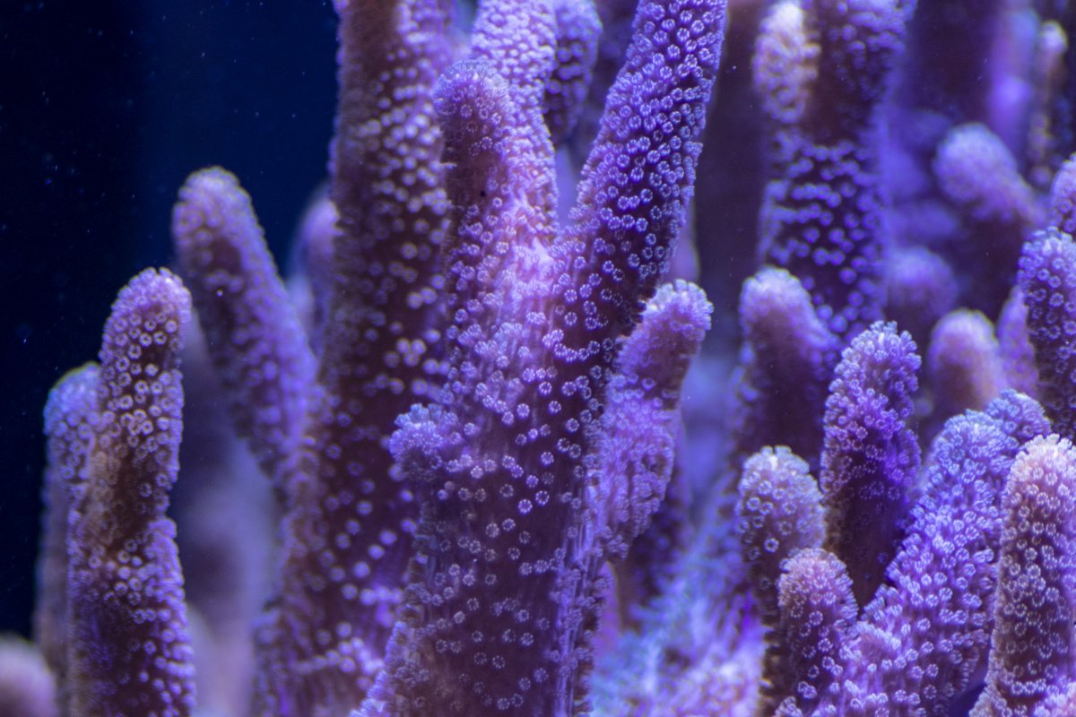 finger leather coral.jpg